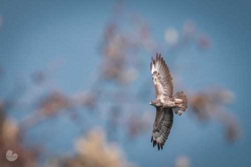 Buizerd