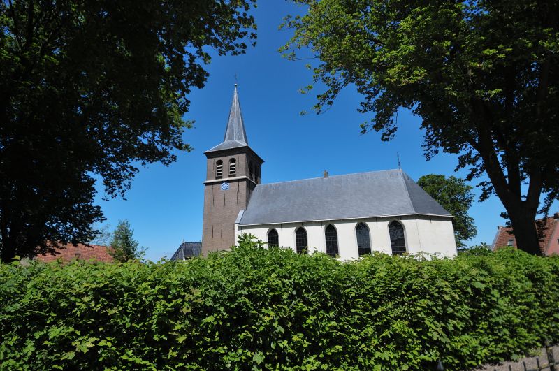 Ried op een zonnige dag