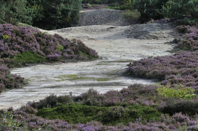 Heide op het Mandefjild Bakkeveen in bloei