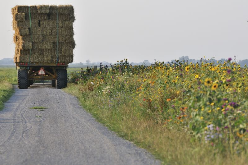 Wagen met stro bij bloemenveld