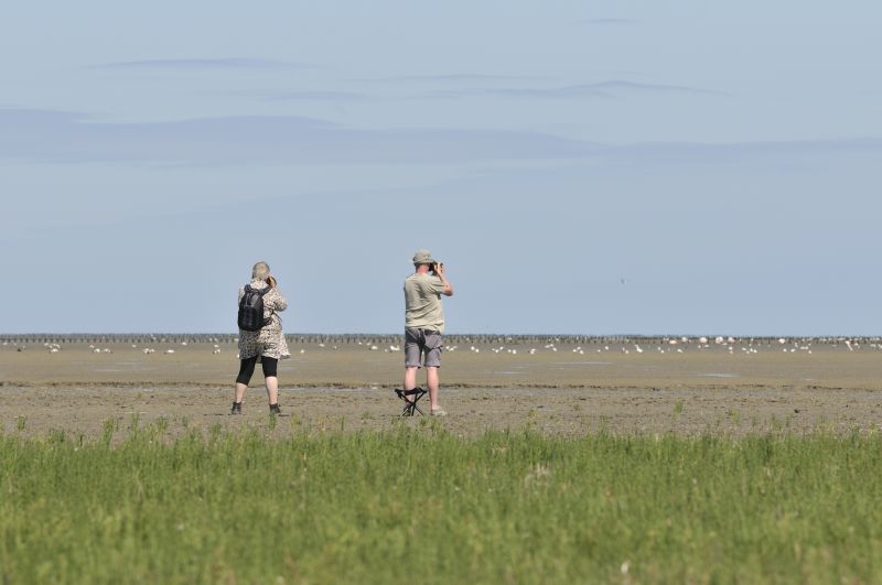 Vogelaars bij Zwarte Haan