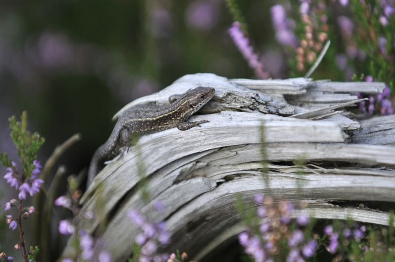 Hagedis in het Mandefjild bij Bakkeveen