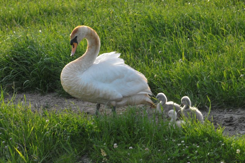 Zwaan met kroost