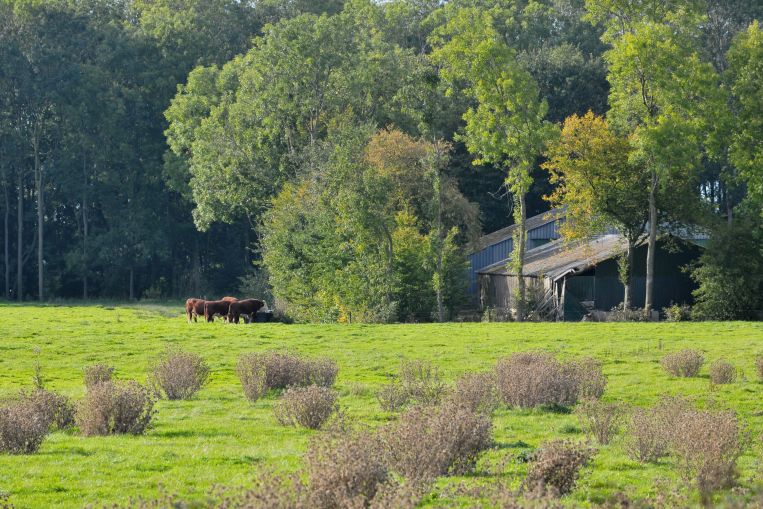 Stieren in weiland bij Schokland