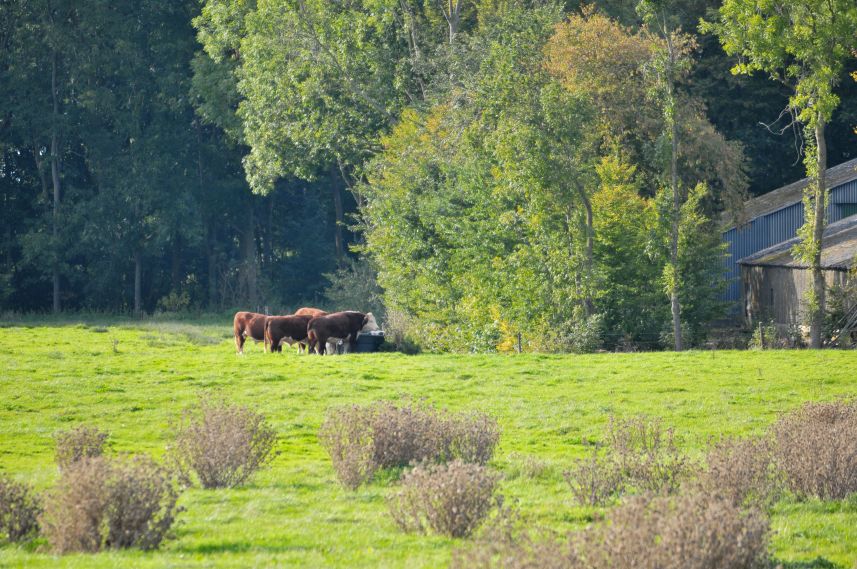 Stieren in weiland bij Schokland 2