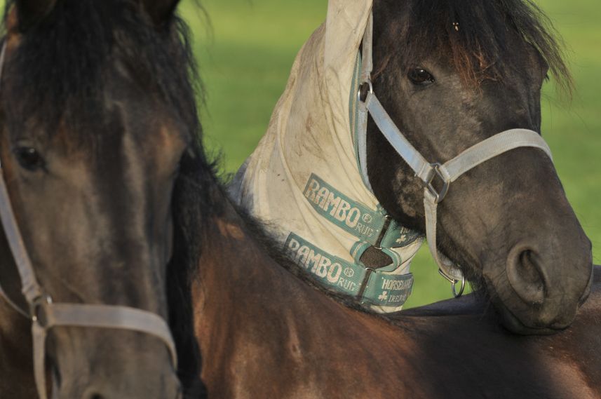 Friese paarden 2