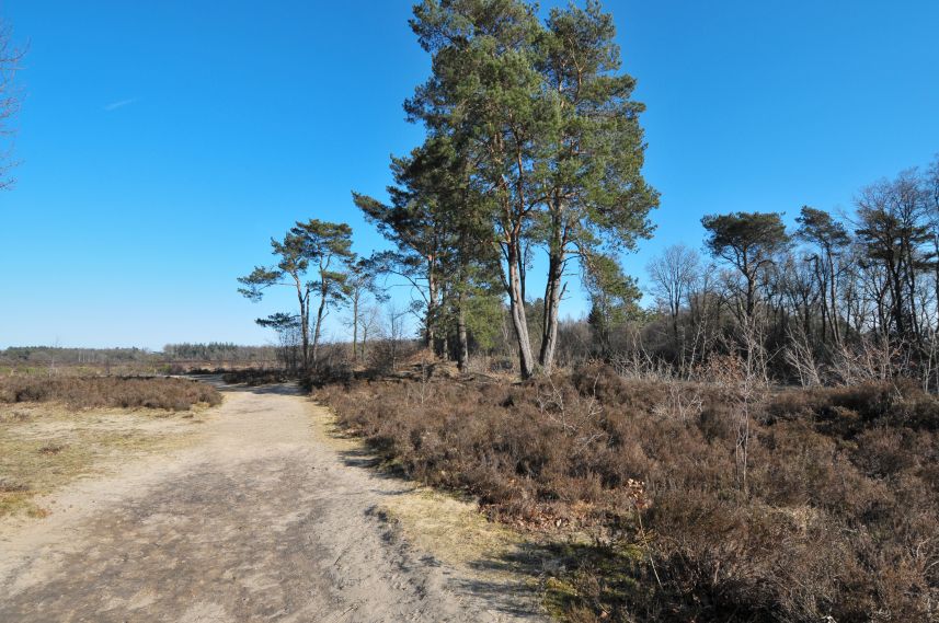 Natuurgebied de Bakkeveense Duinen