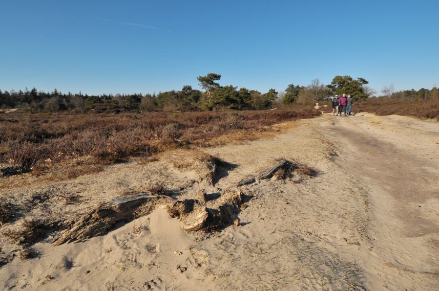 Natuurgebied de Bakkeveense Duinen