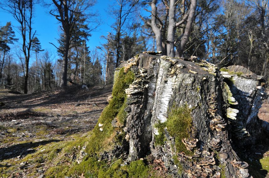 Natuurgebied de Bakkeveense Duinen