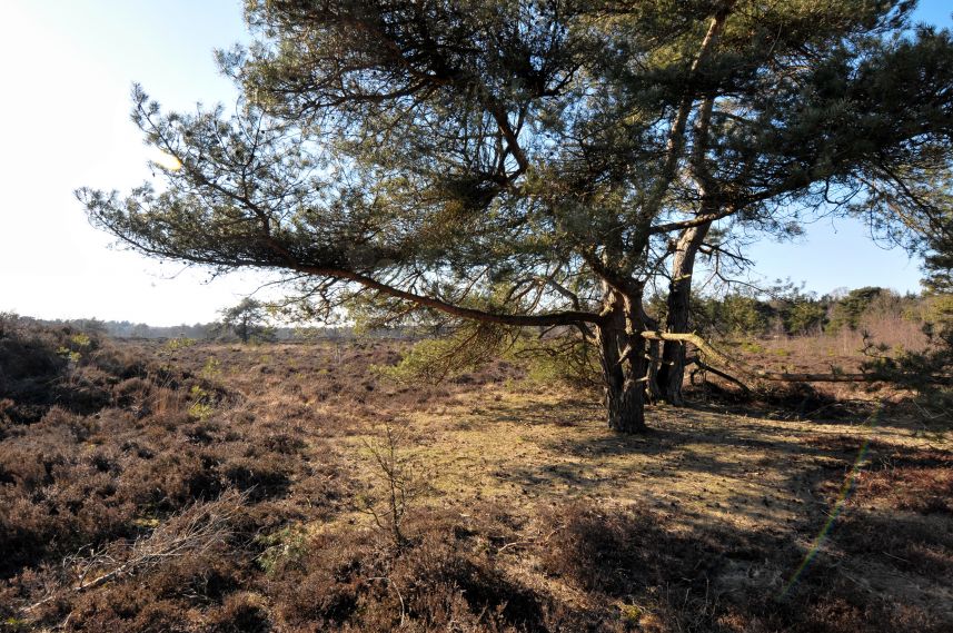 Natuurgebied de Bakkeveense Duinen