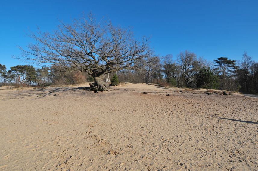 Natuurgebied de Bakkeveense Duinen