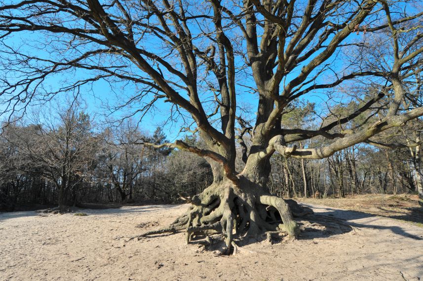 Natuurgebied de Bakkeveense Duinen