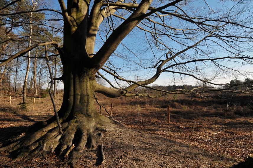 Natuurgebied de Bakkeveense Duinen