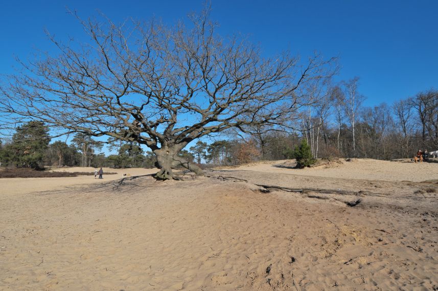 Natuurgebied de Bakkeveense Duinen