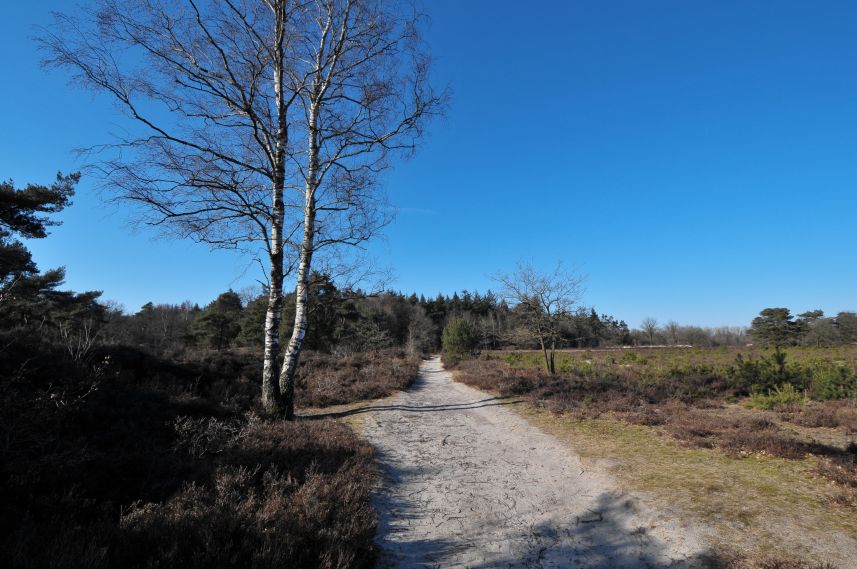 Natuurgebied de Bakkeveense Duinen