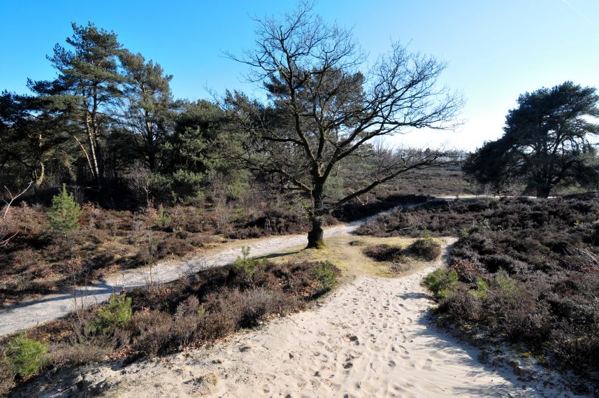 Natuurgebied de Bakkeveense Duinen