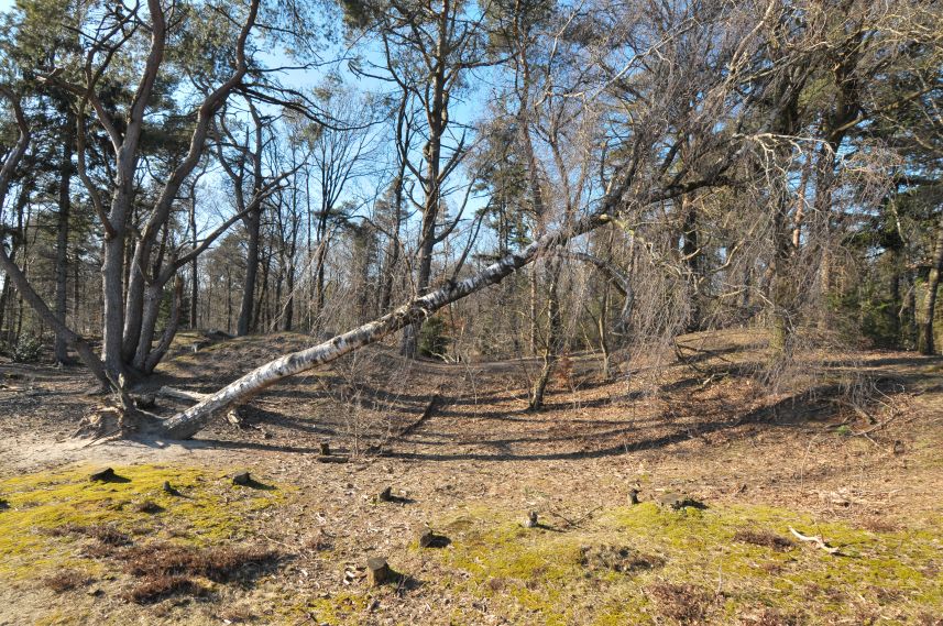 Natuurgebied de Bakkeveense Duinen