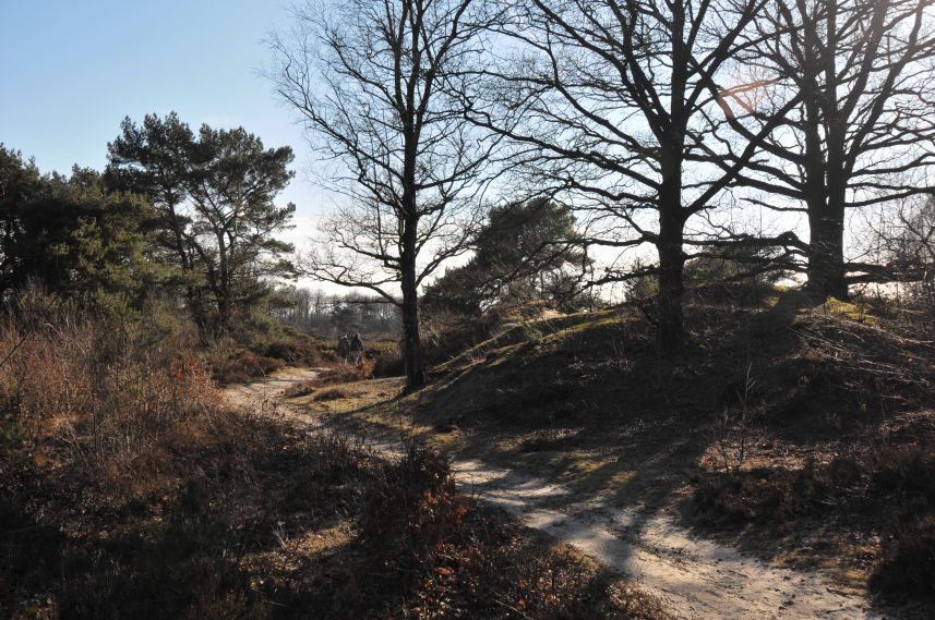 Natuurgebied de Bakkeveense Duinen