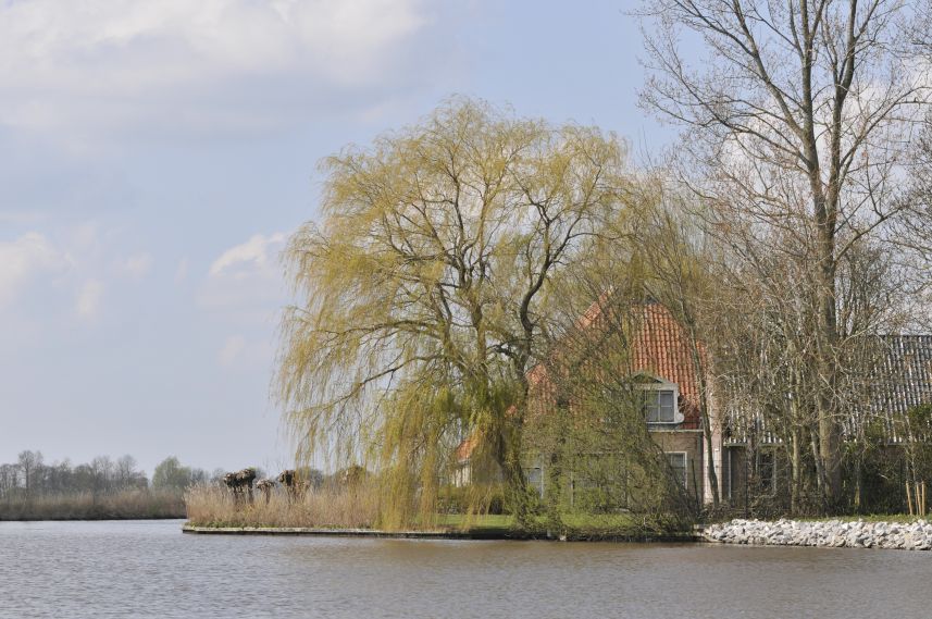 Treurwilg met jong groen bij woning aan de Sylroede te Broek bij Joure