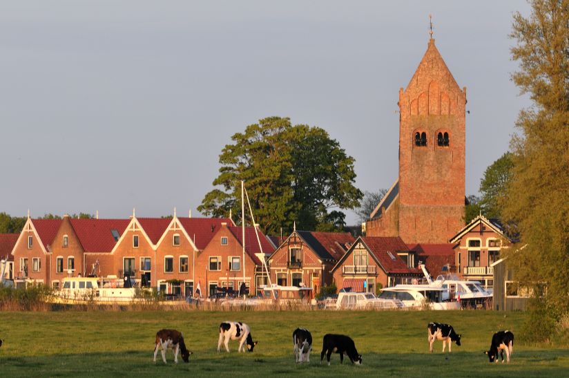 Zicht op Grou in de avondzon met koeien op de voorgrond