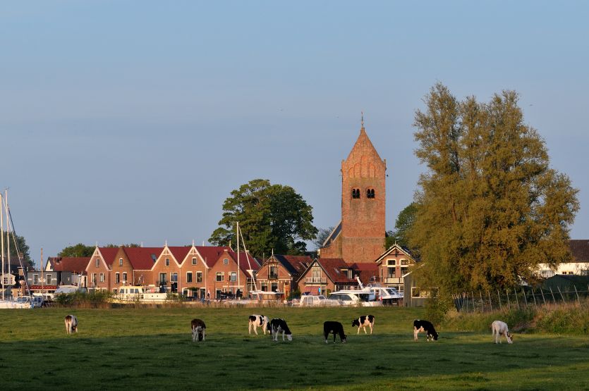 Zicht op Grou in de avondzon met koeien op de voorgrond 3