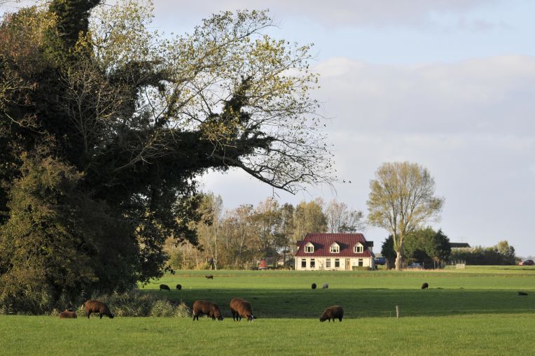 Landelijk wonen bij Hichtum met geheel overwoekerde boom