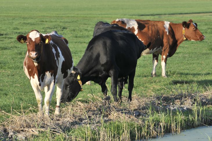 Koeien in het weiland nabij Jirsnum