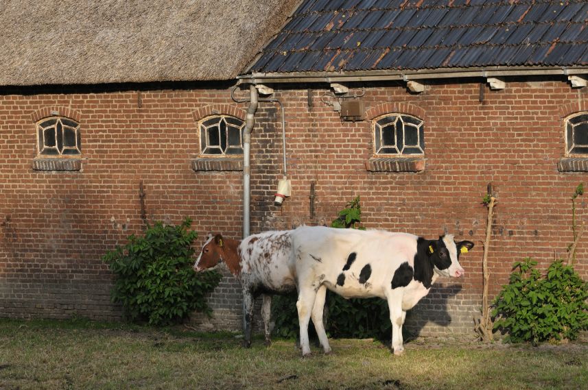 Koeien bij boerderij Lichtaard