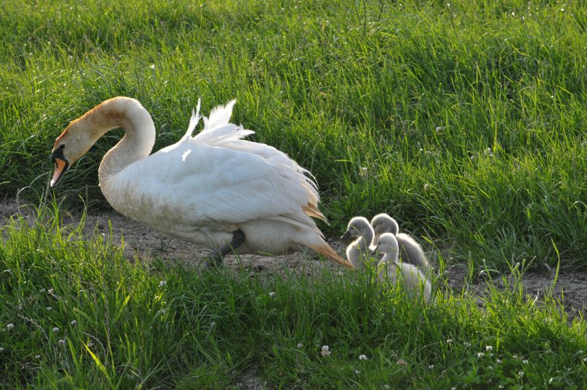 Zwaan met kroost in weiland tussen Raard en Lichtaard