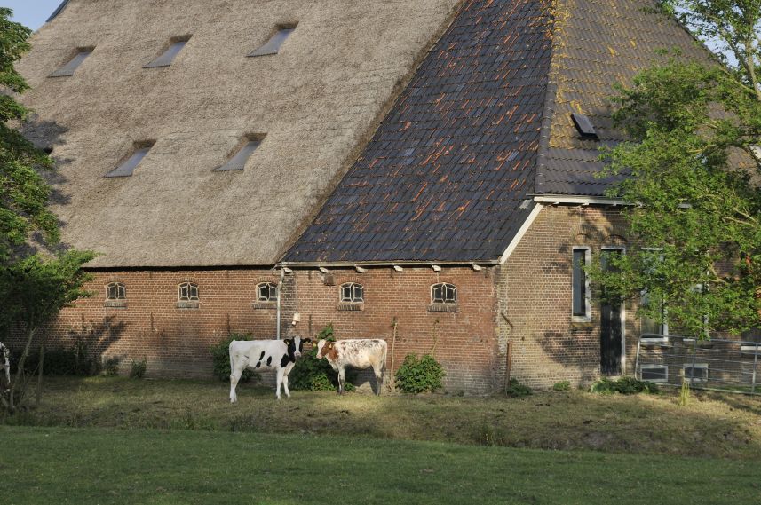 Koeien bij oude boerderij in Lichtaard