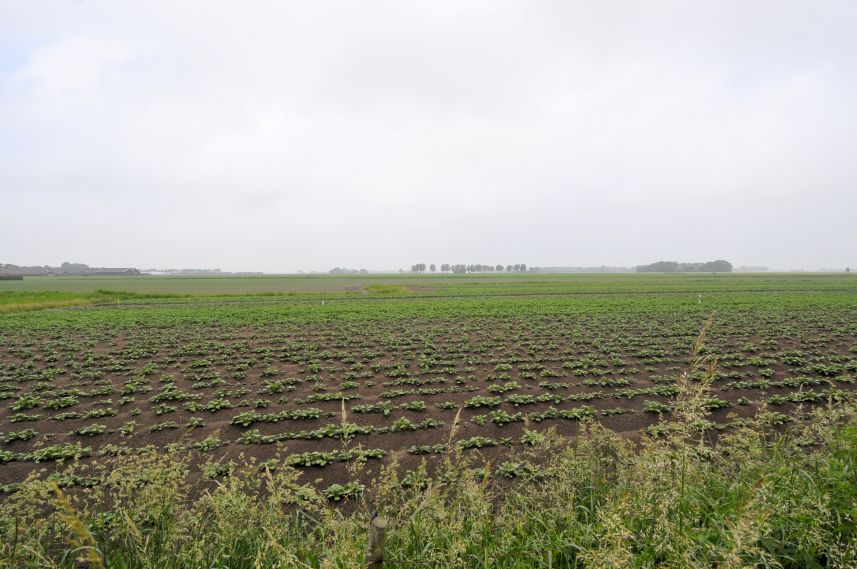 Uitzicht over de weidse velden bij Metslawier