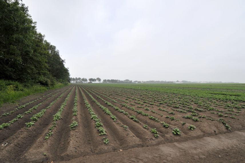 Veld met aardappels bij Metslawier