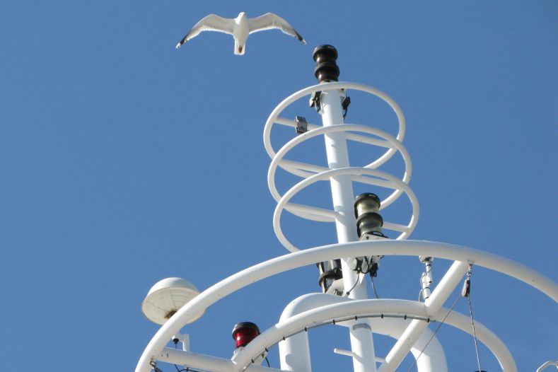 Zeemeeuw zweeft boven het kraaiennest van de veerboot naar Ameland