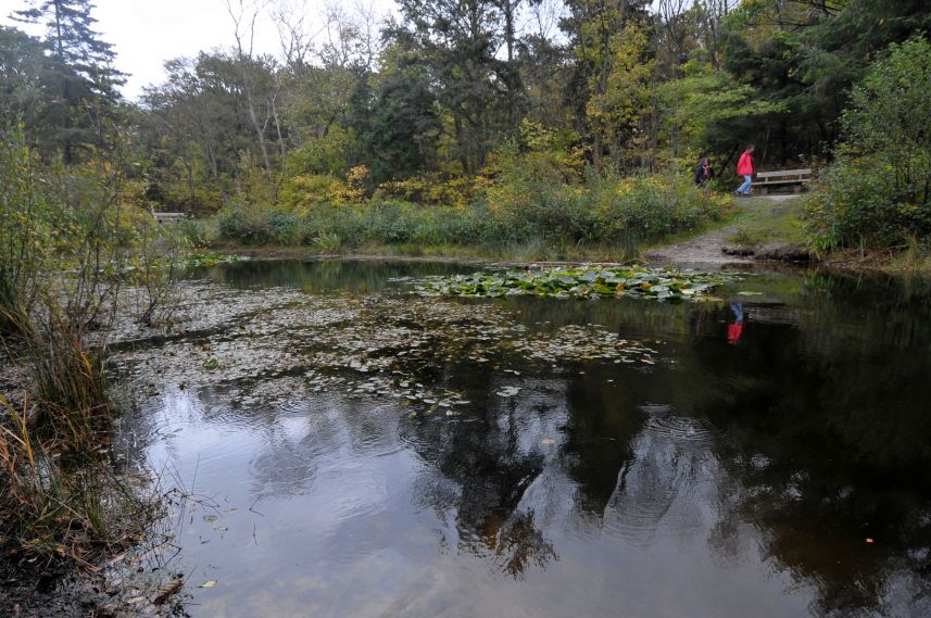 Torenvijver nabij Oost-Vlieland