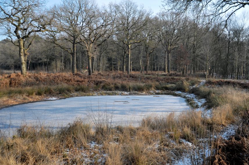 Bevroren vennetje in de bossen bij Oranjewoud