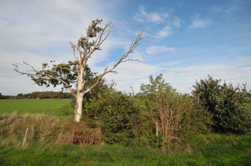 Dode boom op het Oudemirdumerklif