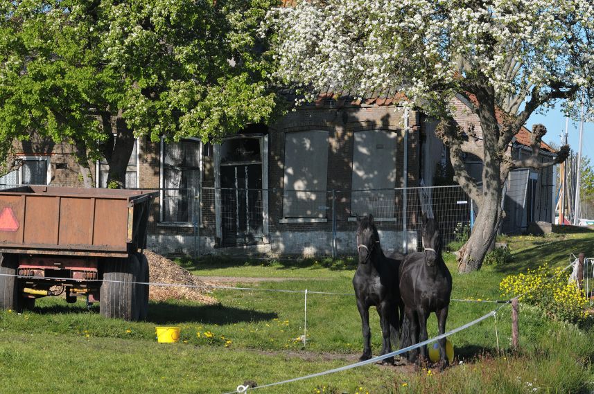 Paarden, bloesem en oude vervallen boerderij bij Heerenzijl - Terkaple 2