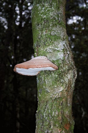 Foto zonder naam