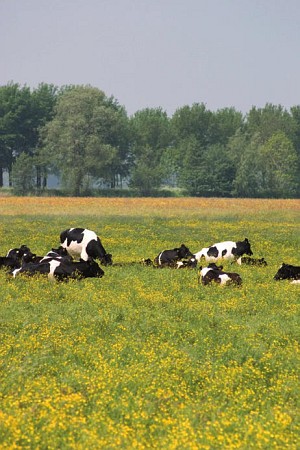 Foto zonder naam