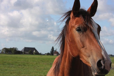 Foto zonder naam