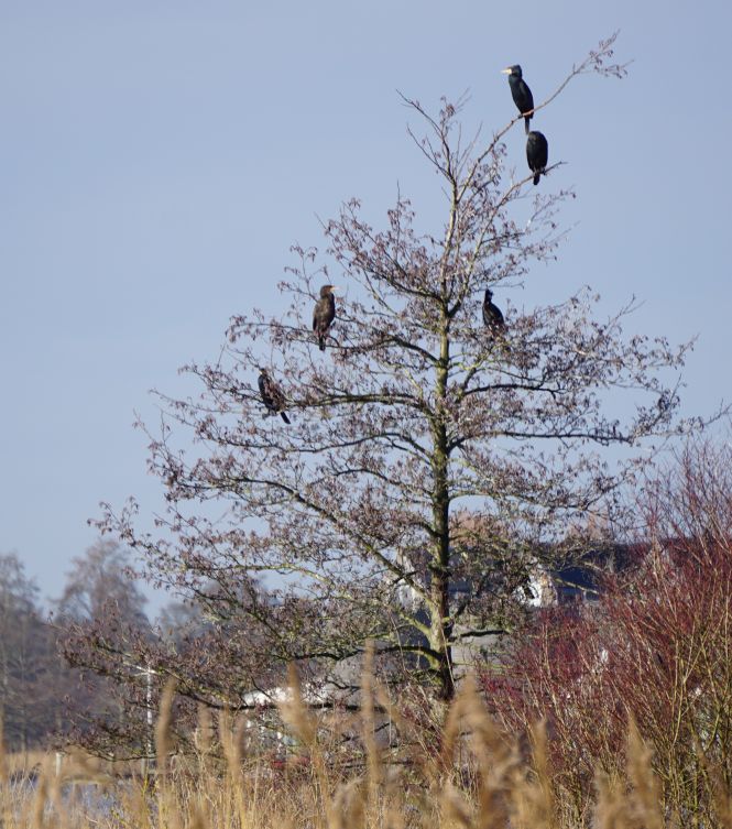 aalscholvers in boom