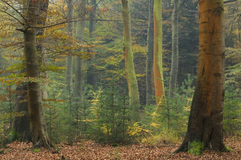 Slotplaats bij Bakkeveen