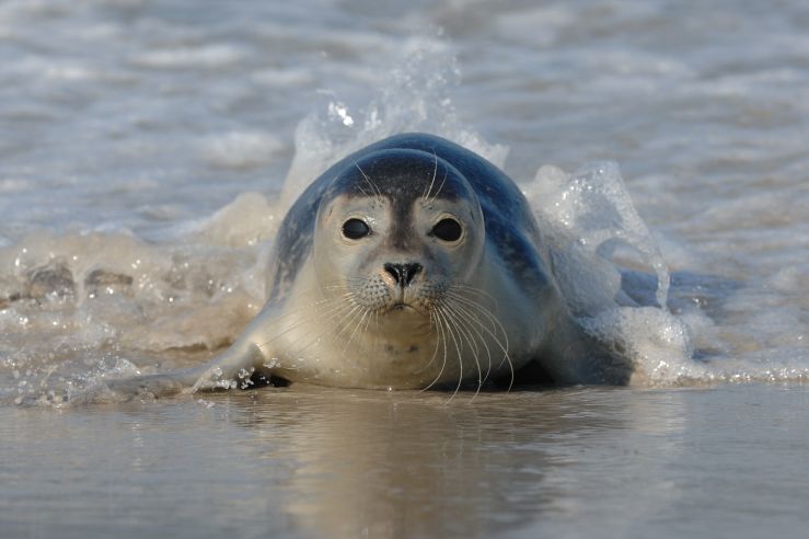 Gewone Zeehond