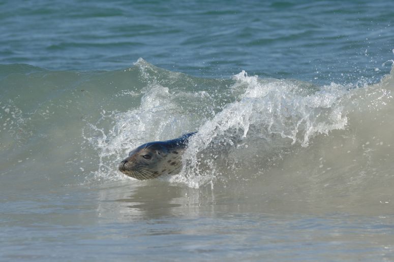 Grijze Zeehond