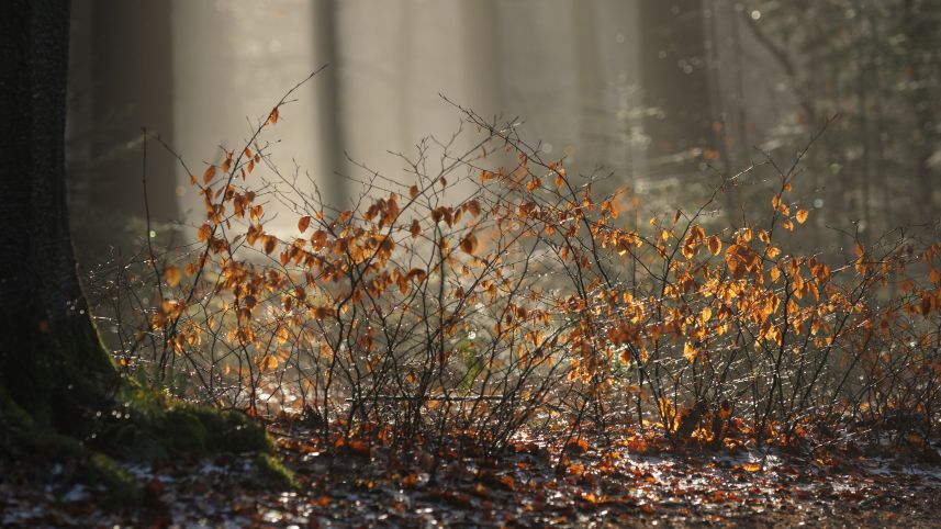 Jonge beuken in Olterterp