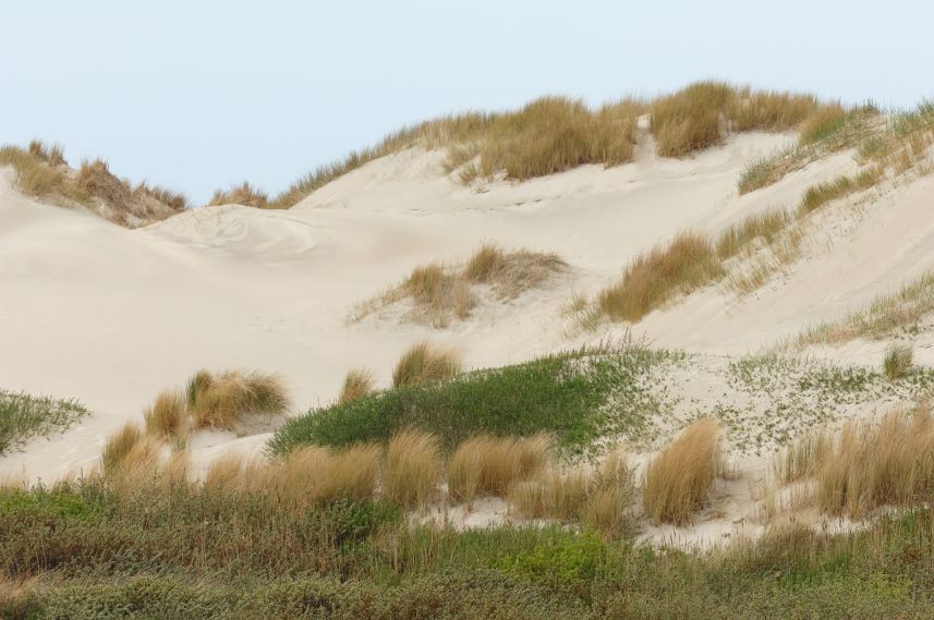 Duinen op Terschelling