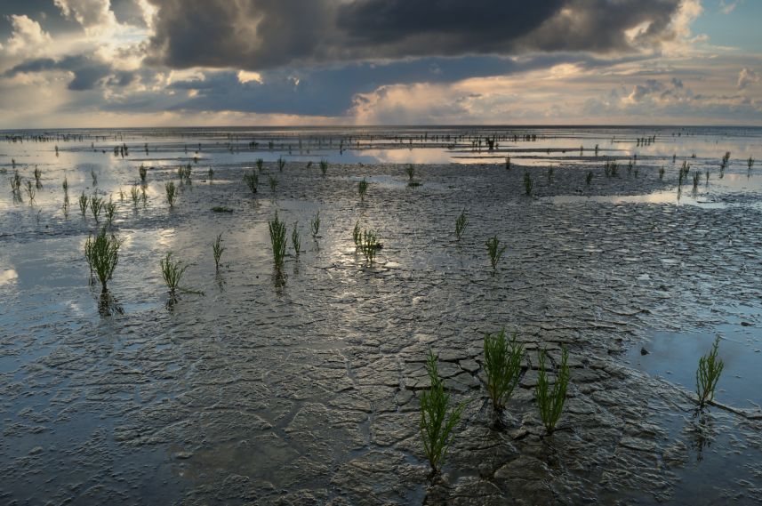 Wad bij Westhoek