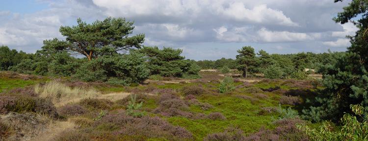 Omgeving Drents-Friese Wold