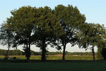 Foto zonder naam