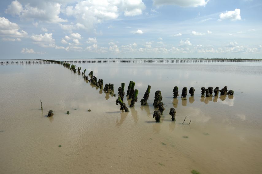 Rijshout in de Waddenzee